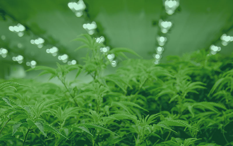 Should You Invest in a Track and Trace Cannabis Tracking System?
